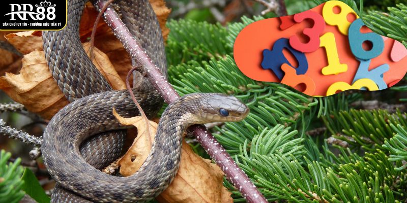 cac-con-so-lien-ket-voi-giac-mo-thay-ran